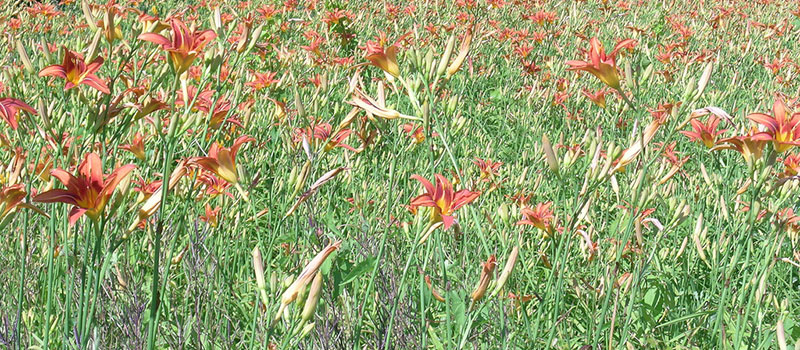 wildflowers