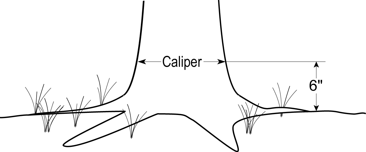 Caliper